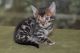 Bengal Cats for sale in Salt Lake City, UT, USA. price: $2,800