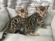Bengal Cats for sale in 24701 Hallwood Ct, Farmington Hills, MI 48335, USA. price: NA