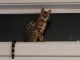 Bengal Cats for sale in Kirkland, WA, USA. price: $1,000