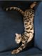 Bengal Cats for sale in Napa, CA, USA. price: NA