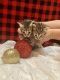 Bengal Cats for sale in Pulpwood Cir, Daphne, AL 36527, USA. price: NA