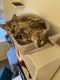 Bengal Cats for sale in Redlands, CA 92374, USA. price: $2,000