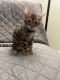 Bengal Cats for sale in Euclid Ave, San Diego, CA, USA. price: NA