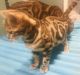 Bengal Cats for sale in Riverside, CA, USA. price: NA