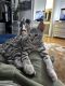 Bengal Cats for sale in Brooklyn, NY, USA. price: NA