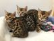 Bengal Cats for sale in Alabama Ave, Brooklyn, NY 11207, USA. price: NA