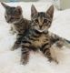 Bengal Cats for sale in Stockton, CA 95204, USA. price: $650