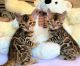 Bengal Cats for sale in Daytona Beach, FL, USA. price: NA