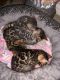 Bengal Cats for sale in Highland, CA, USA. price: $1,000