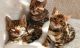 Bengal Cats for sale in Florida A1A, Miami Beach, FL, USA. price: NA