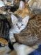 Bengal Cats for sale in Valley Springs, CA 95252, USA. price: $500