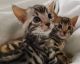 Bengal Cats for sale in New York, NY, USA. price: $500