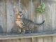 Bengal Cats for sale in Oklahoma City, OK, USA. price: $1,050