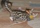 Bengal Cats for sale in Atlanta, GA, USA. price: $900