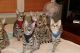 Bengal Cats for sale in Atlanta, GA, USA. price: $750