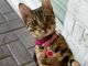 Bengal Cats for sale in Phoenix, AZ, USA. price: $3,000