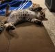 Bengal Cats for sale in Lacona, IA 50139, USA. price: $1,500