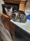 Bengal Cats for sale in 6329 W Nebraska Ave, Milwaukee, WI 53220, USA. price: $8,000