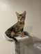 Bengal Cats for sale in Plainfield, NJ, USA. price: $550
