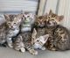Bengal Cats for sale in Florida Mall Ave, Orlando, FL 32809, USA. price: NA