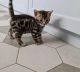 Bengal Cats for sale in NC-55, Durham, NC, USA. price: NA