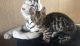 Bengal Cats for sale in New Jersey Turnpike, Kearny, NJ, USA. price: $1,100