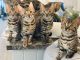 Bengal Cats for sale in New Jersey Turnpike, Kearny, NJ, USA. price: NA