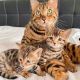 Bengal Cats for sale in Ohio Ave, West Springfield, MA 01089, USA. price: $1,200
