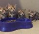 Bengal Cats for sale in Giorgia St, Parkville, MO 64152, USA. price: $900
