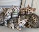 Bengal Cats for sale in Pennsylvania Avenue NW, Washington, DC, USA. price: NA