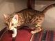 Bengal Cats for sale in Cape Girardeau, MO, USA. price: $1,200