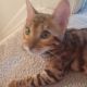 Bengal Cats for sale in Abingdon, MD, USA. price: $1,000