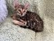 Bengal Cats for sale in Milwaukee, WI, USA. price: $3,500