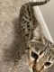 Bengal Cats for sale in North Houston, Houston, TX, USA. price: $1,800