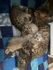 Bengal Cats for sale in Charleston, WV, USA. price: $2,500