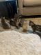Bengal Cats for sale in Allen, TX, USA. price: $1,500