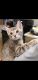 Bengal Cats for sale in Bedford, VA 24523, USA. price: $250