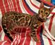 Bengal Cats for sale in Woodridge, IL, USA. price: NA