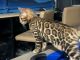 Bengal Cats for sale in 204 Cambridgeshire Ct, Gray, TN 37615, USA. price: $1,600