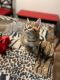 Bengal Cats for sale in San Antonio, TX, USA. price: $1,000