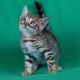 Bengal Cats for sale in Orange Park, FL 32073, USA. price: NA
