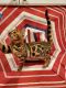 Bengal Cats for sale in Woodridge, IL, USA. price: NA