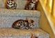 Bengal Cats for sale in Atlanta, GA, USA. price: NA