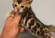 Bengal Cats for sale in Miami Beach, FL, USA. price: NA