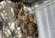 Bengal Cats for sale in Miami Beach, FL, USA. price: $800