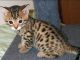 Bengal Cats for sale in Miami, FL, USA. price: $700
