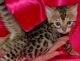 Bengal Cats for sale in Miami, FL, USA. price: $800
