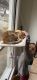 Bengal Cats for sale in St. Louis, MO 63125, USA. price: NA