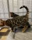 Bengal Cats for sale in Florida St, San Francisco, CA, USA. price: NA