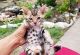 Bengal Cats for sale in Portland, OR, USA. price: $700